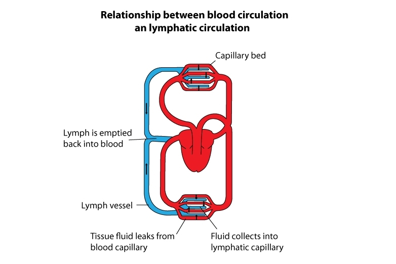 Parallel circulation systems — Science Learning Hub