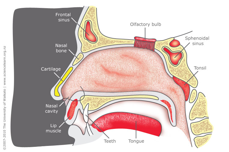 Nose Structure Science Learning Hub