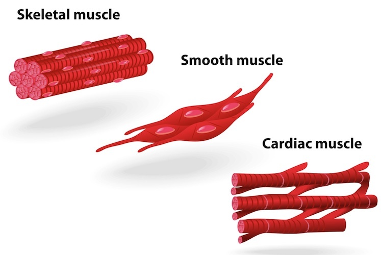 Muscle structure – muscle under the microscope — Science ...