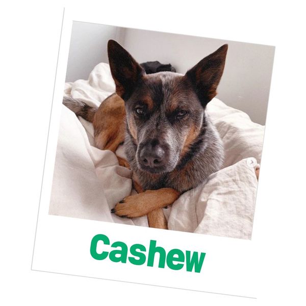 Cashew