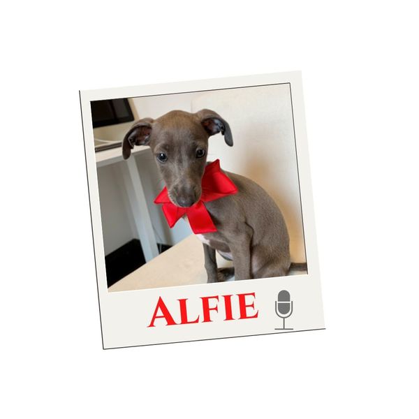 Alfie