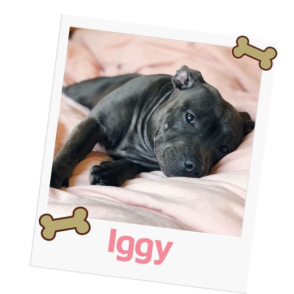 Iggy