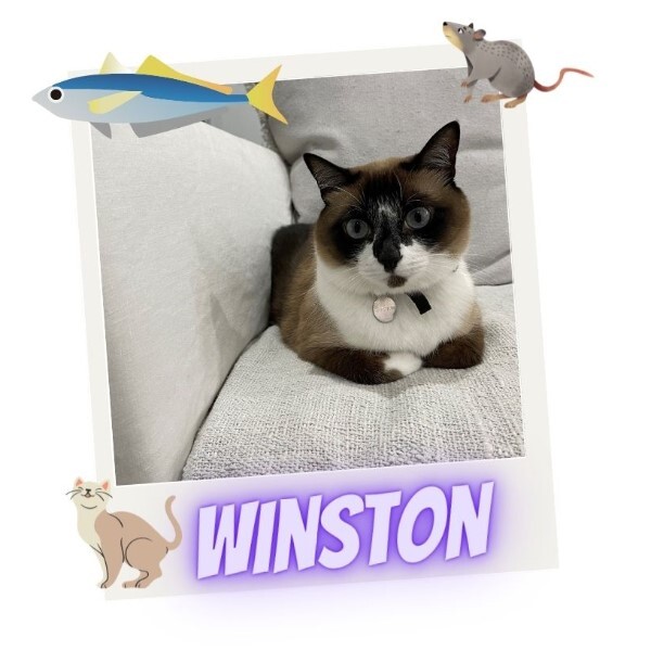 Winston