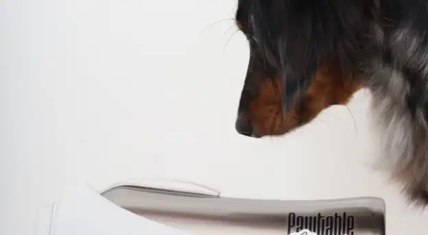 Show Off Your Dog Adventures with the Pawtable Flask