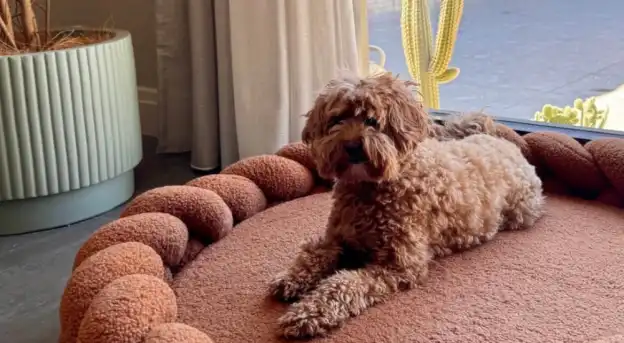 Show Us Your Dog s Dream Bed UGC Creators Wanted
