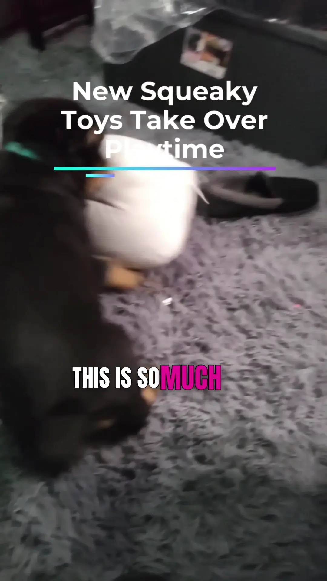 Dog Toys