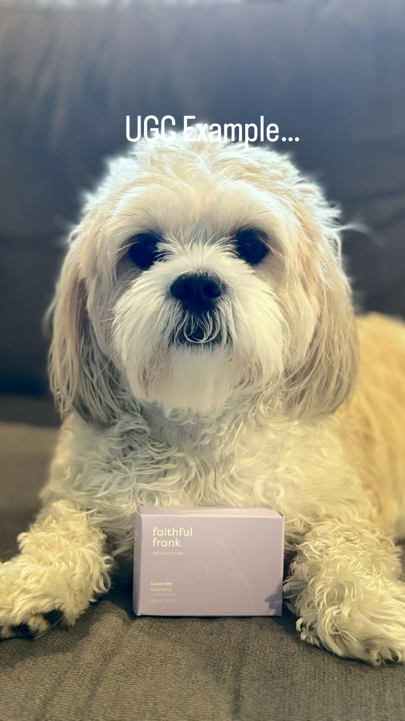 Faithful Frank