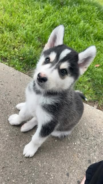 Husky - Loki