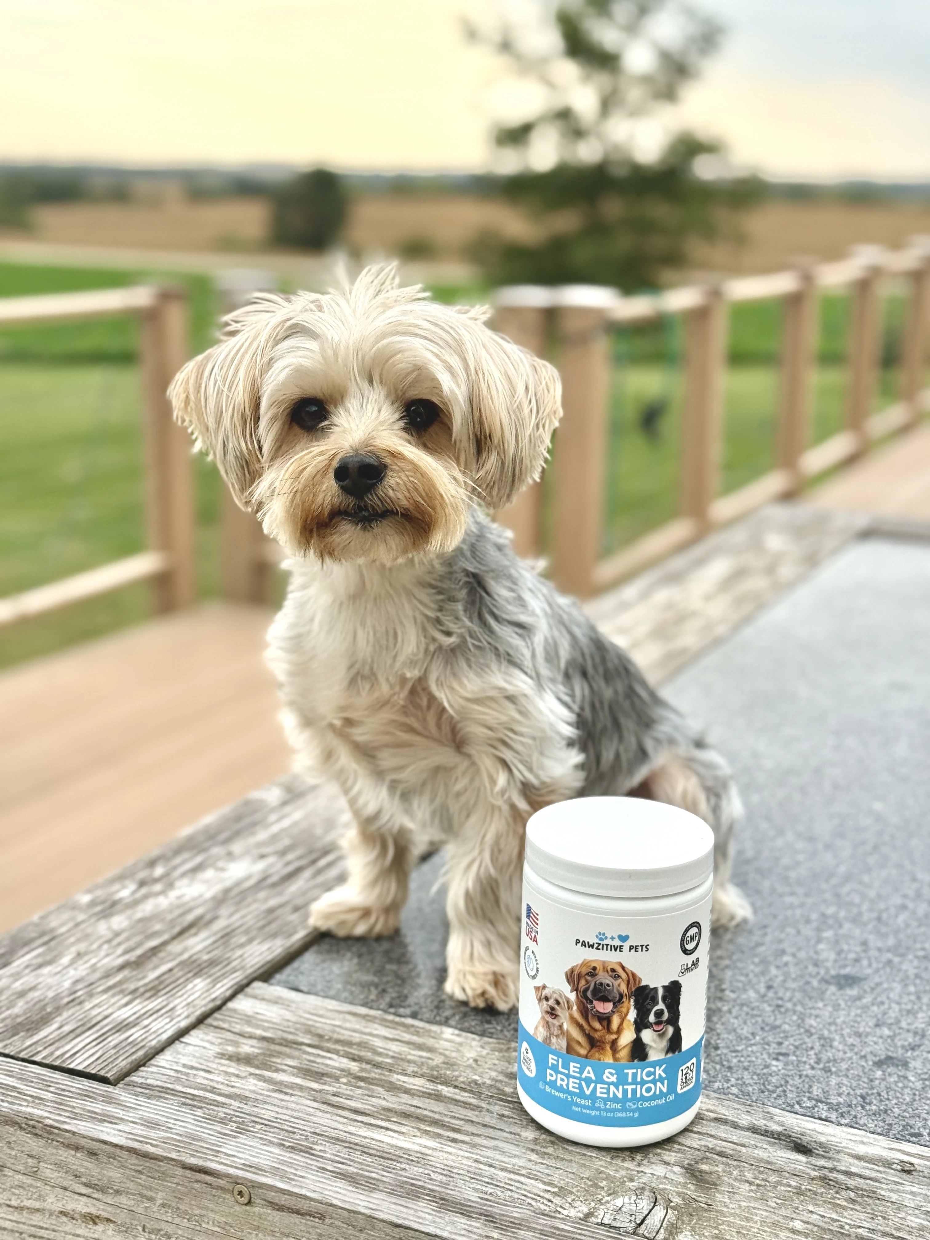 Pawzitive Pets