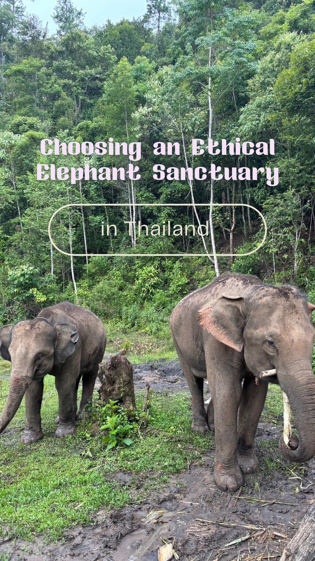 Thailand Elephant Sanctuary
