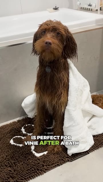 PetLab