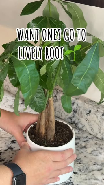 LivelyRoot