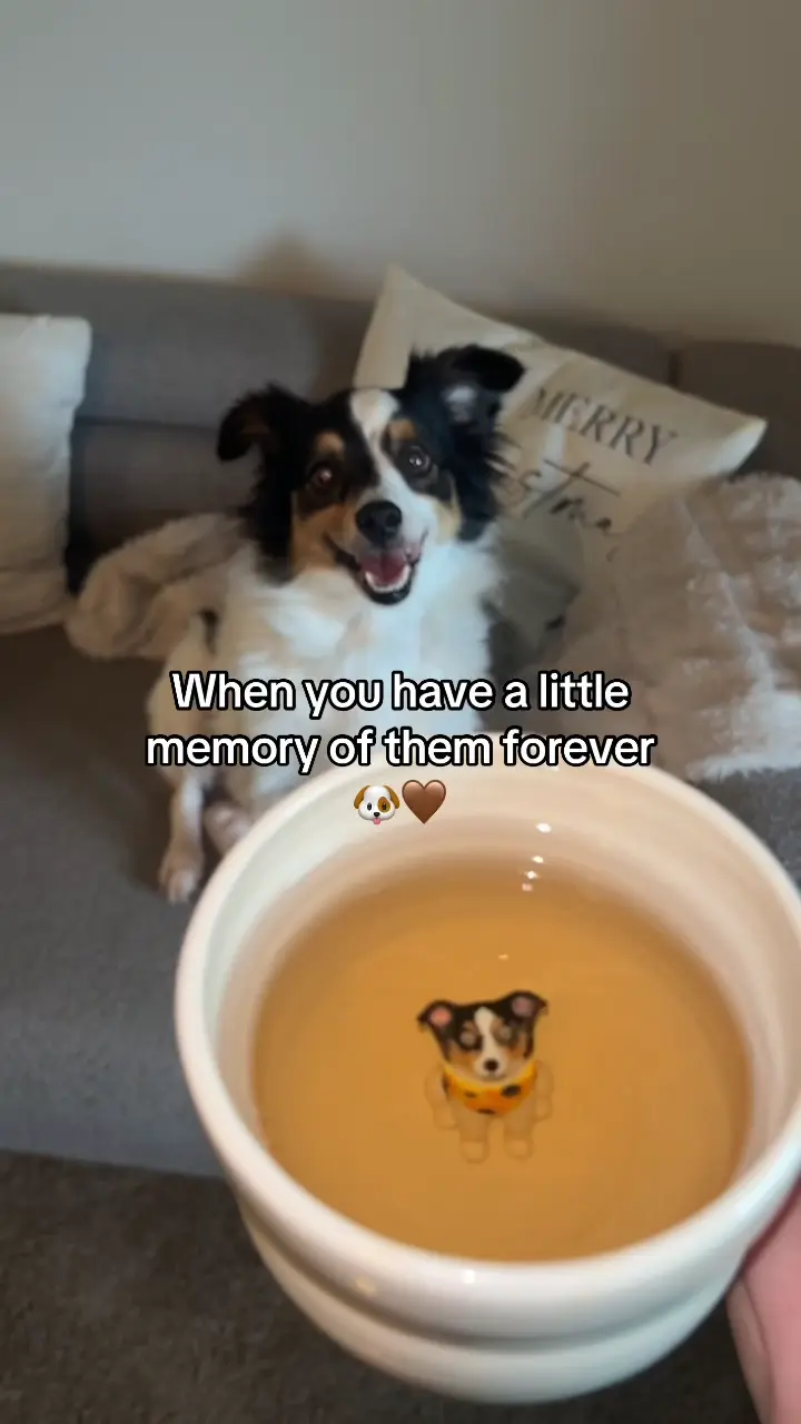 Pawows