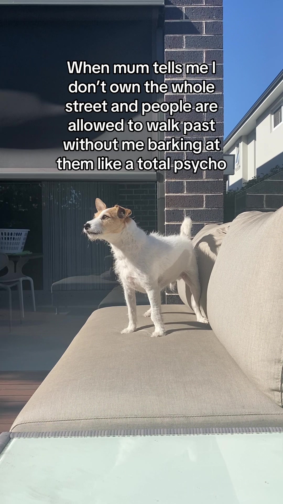 If You Own a Jack Russell, You Know the Struggle!