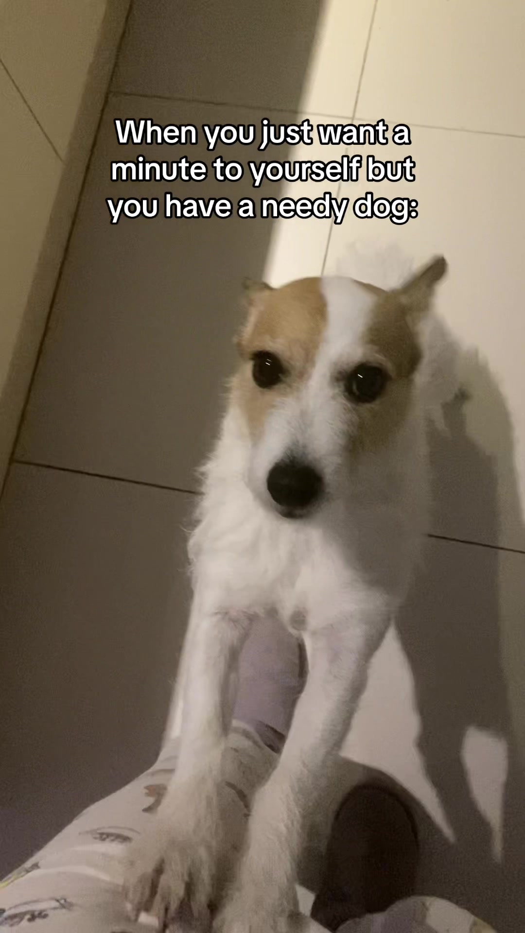 Relatable Dog Moment: Harley Can’t Stop Demanding Love!