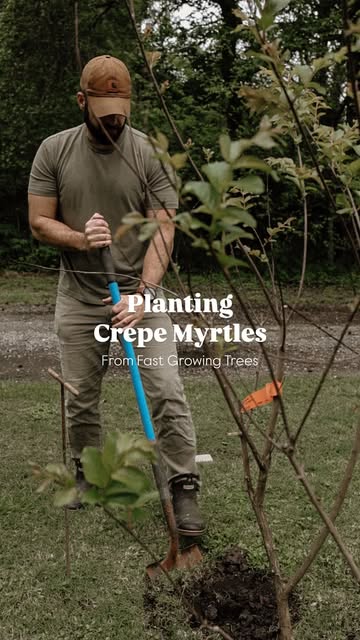 Fast Growing Trees Collab (Husband)