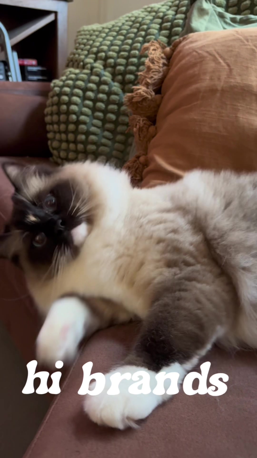 Pet UGC Voiceover Example