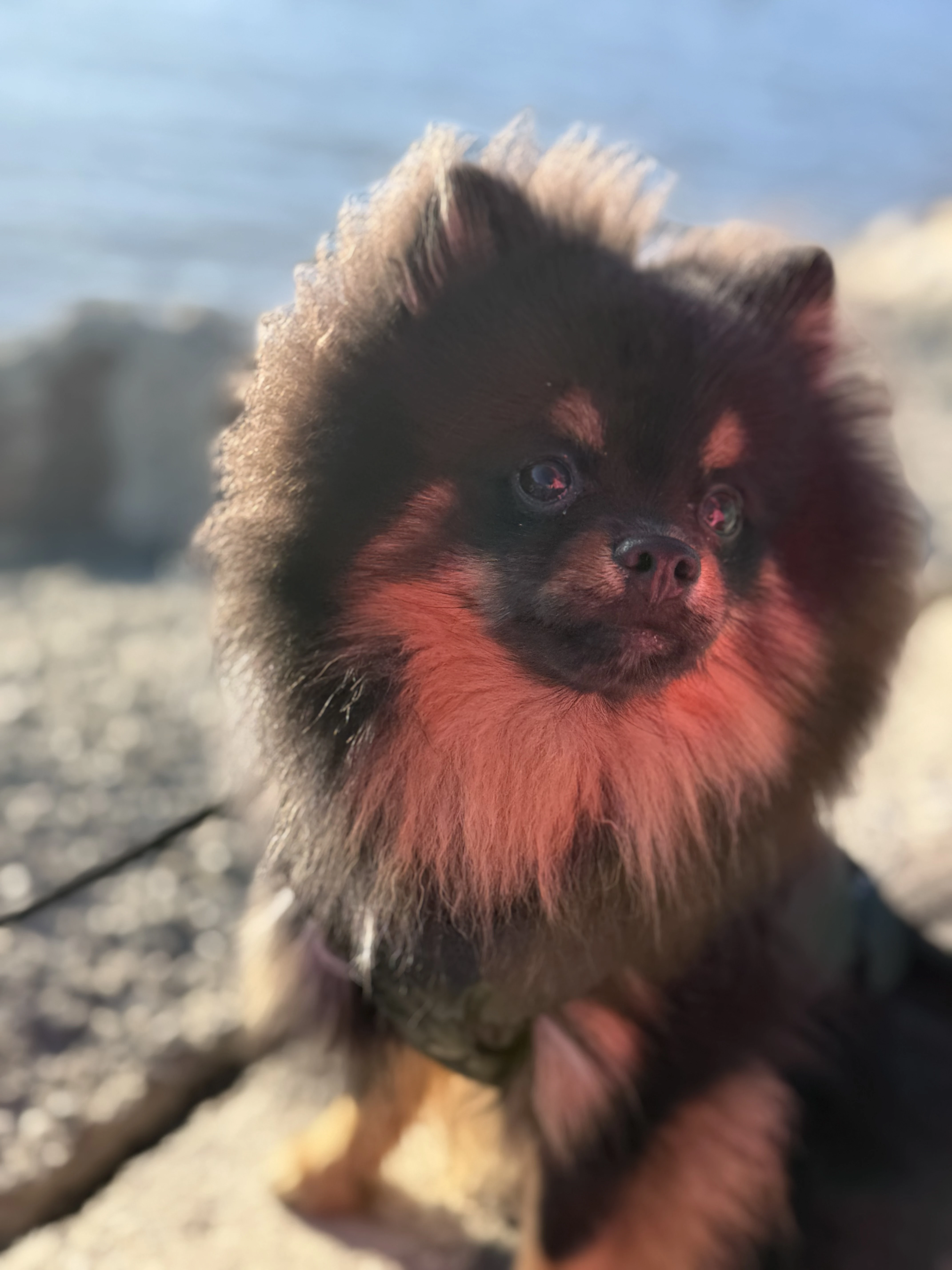 This is Lucky the Cali Pom