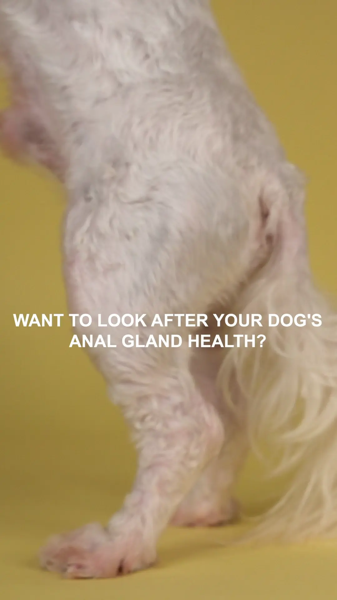 UGC: PETS - Dog