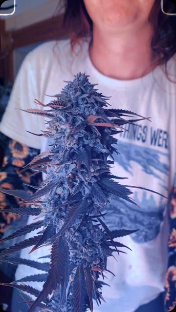 THTC Hemp Clothing Company