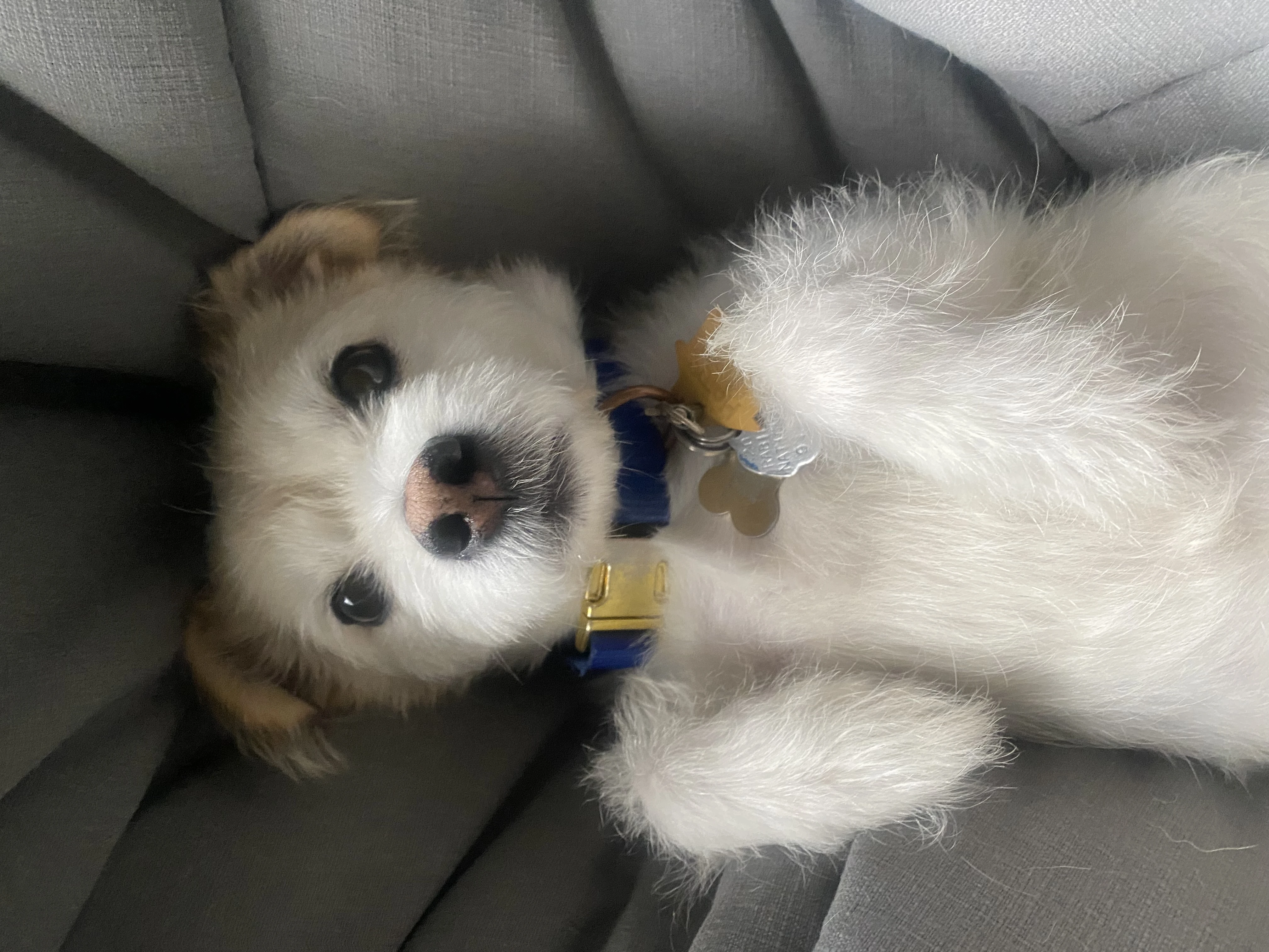 Pet UGC