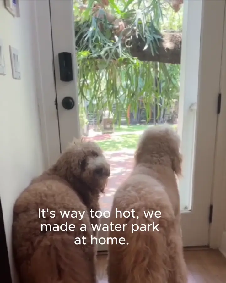 Ellie partnered with BarkBox to promote their free splash pad with a purchase of their monthly box subscription. She was tasked with four concepts with different aspect ratios, totalling eight, along with images. Ellie shot the brief and edited the footag