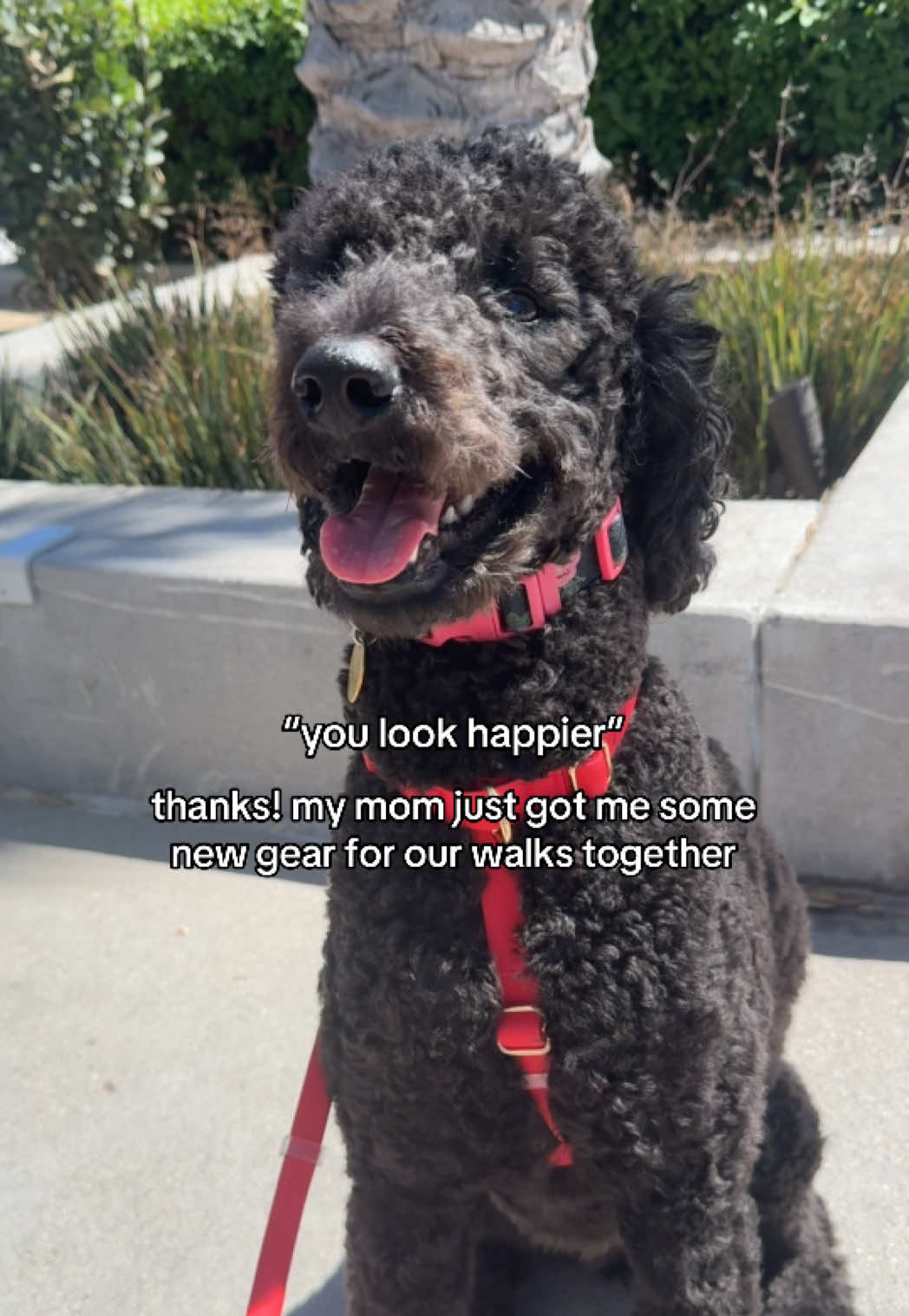Pet UGC - Trending