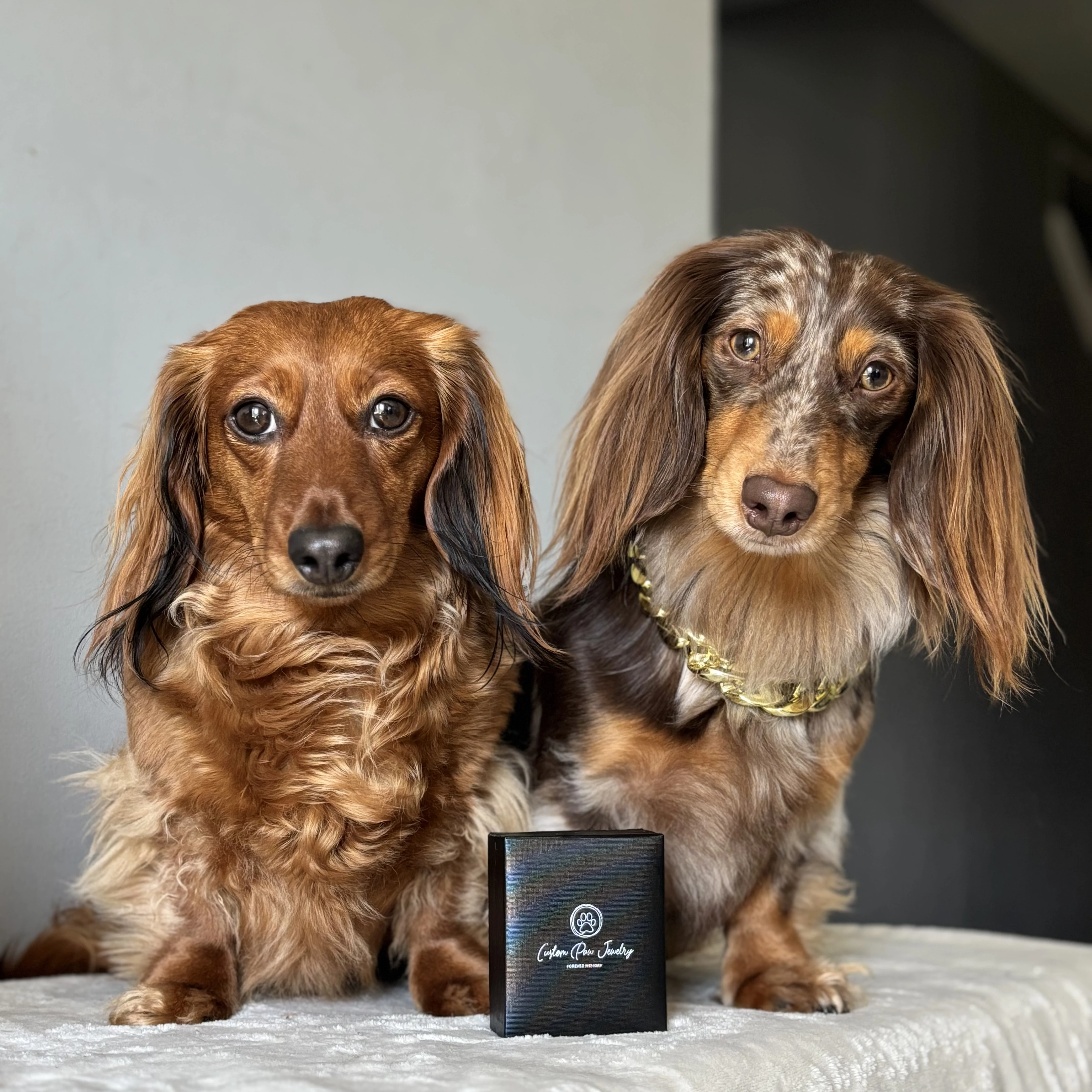 Custom Paw Jewelry Collaboration