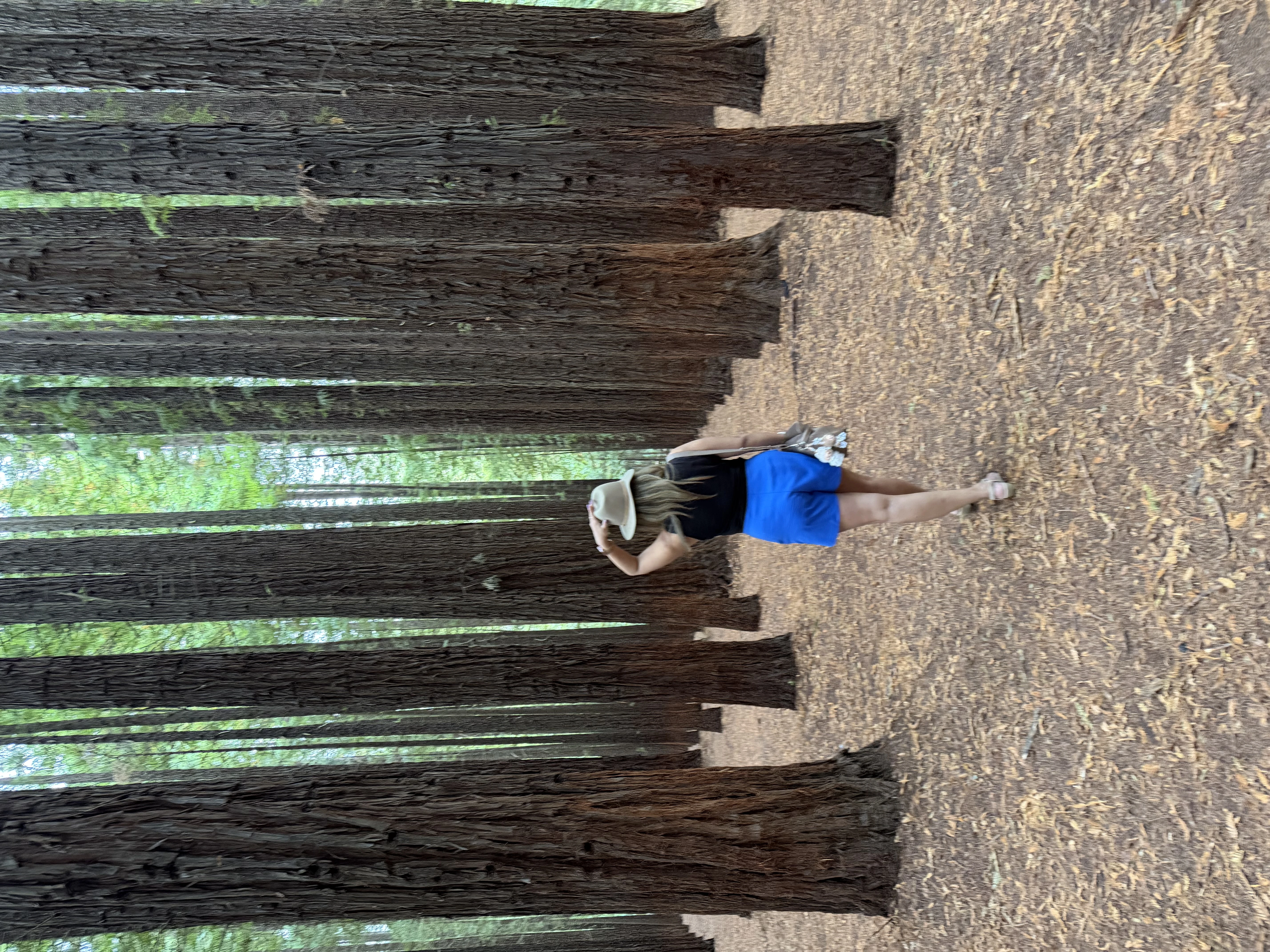 Lifestyle post of the Warburton Redwood forest