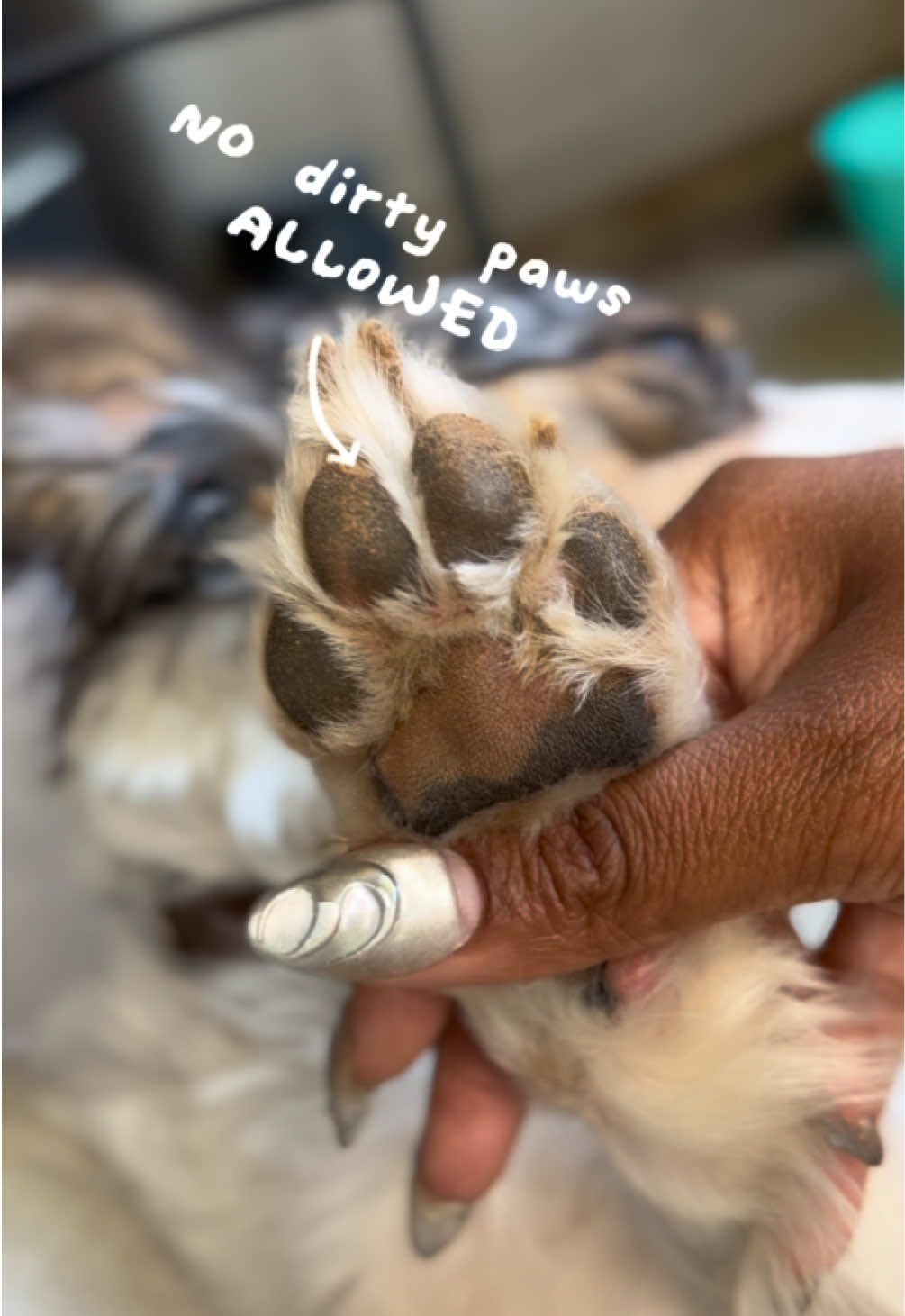 FurKids