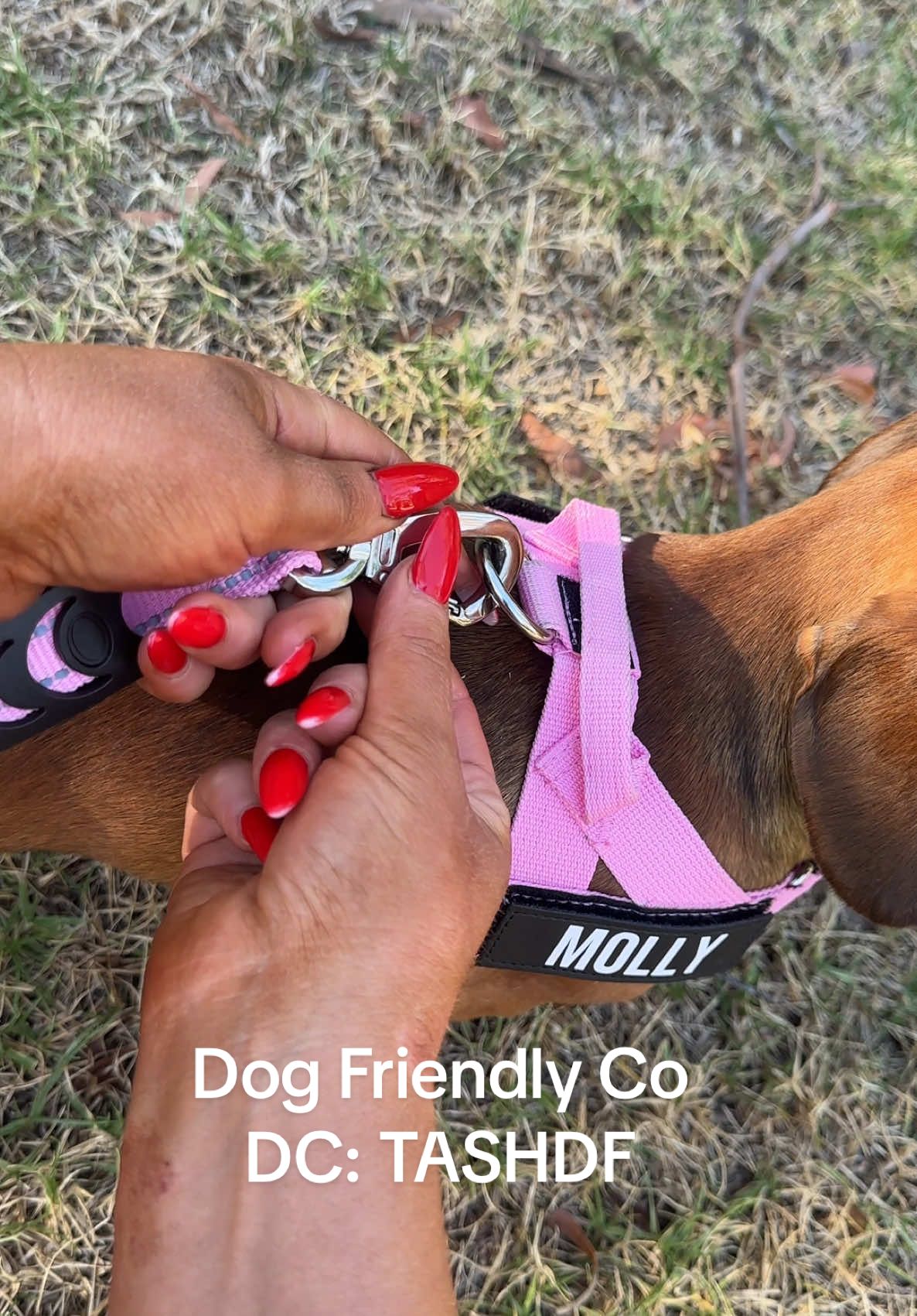 Dog Friendly Co
