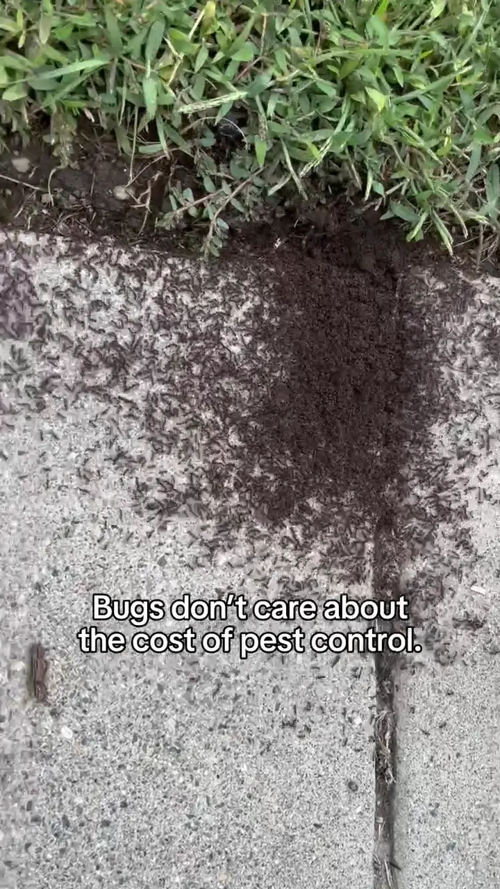 Pestie (DIY pest control)