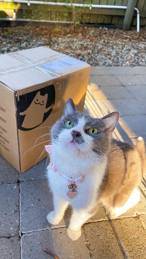 Michu Pet Litterbox Collab