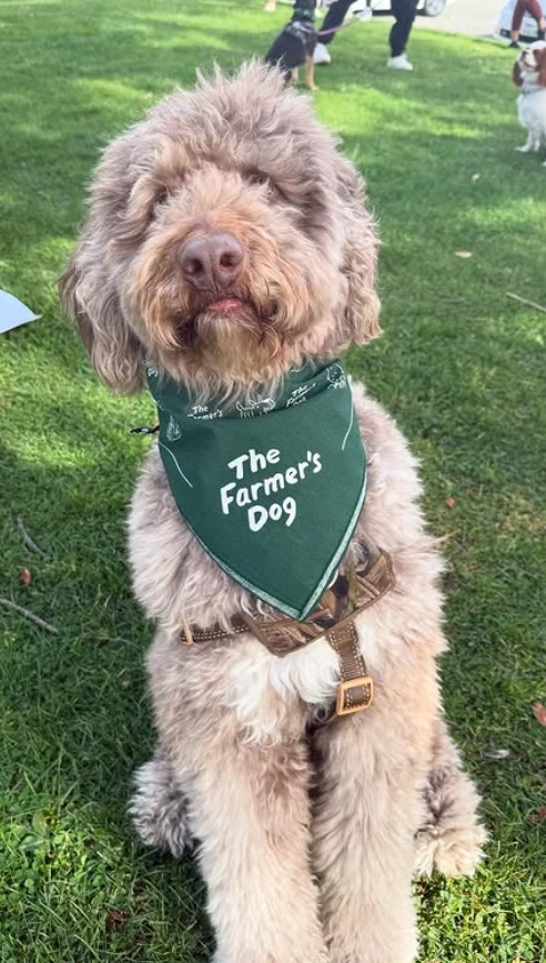 Farmers Dog