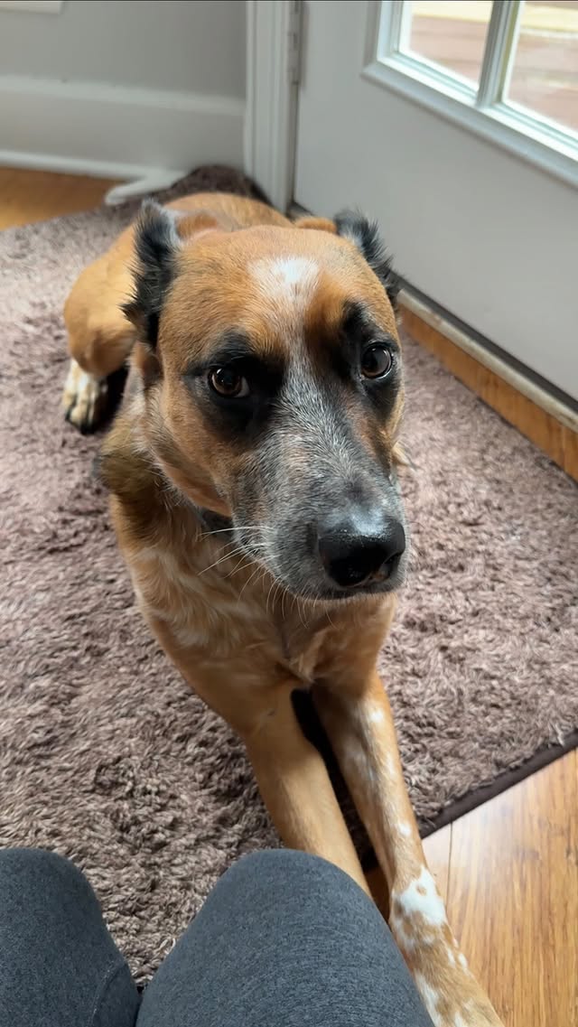 Zesty Paw