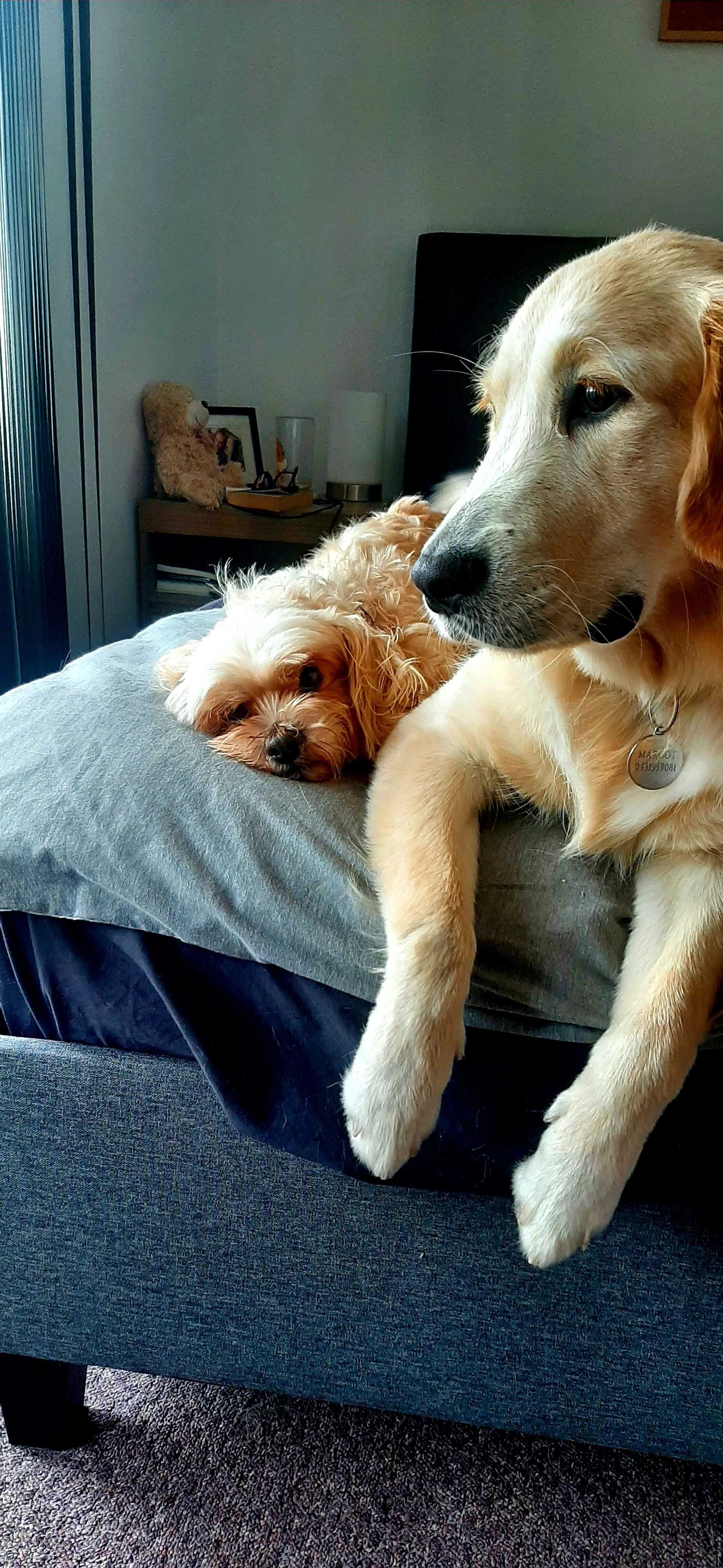 Your cheeky, fluffy brand partners in crime