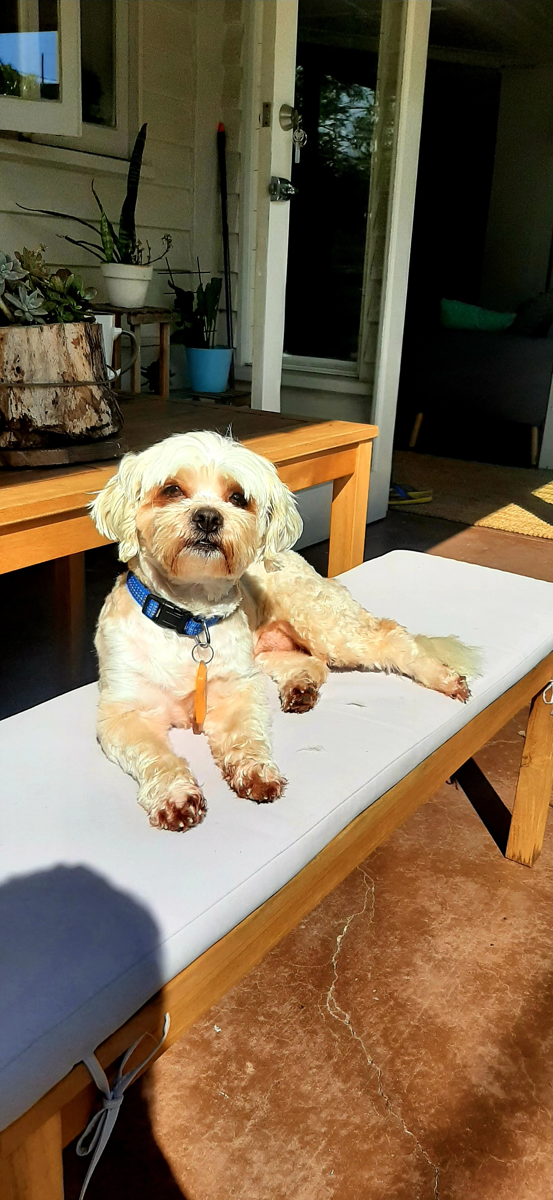 The Sophisticated Lady Pup