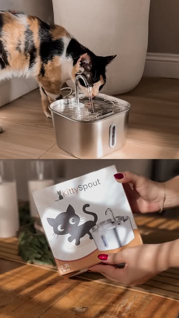 Kittyspout