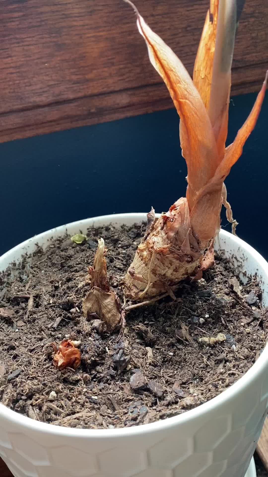 Purived Plant food