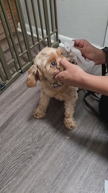 Pet Wipes From Wipemate