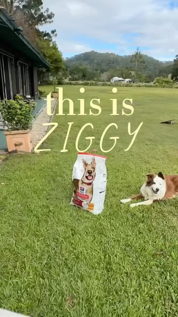 Hills Science Dog Food