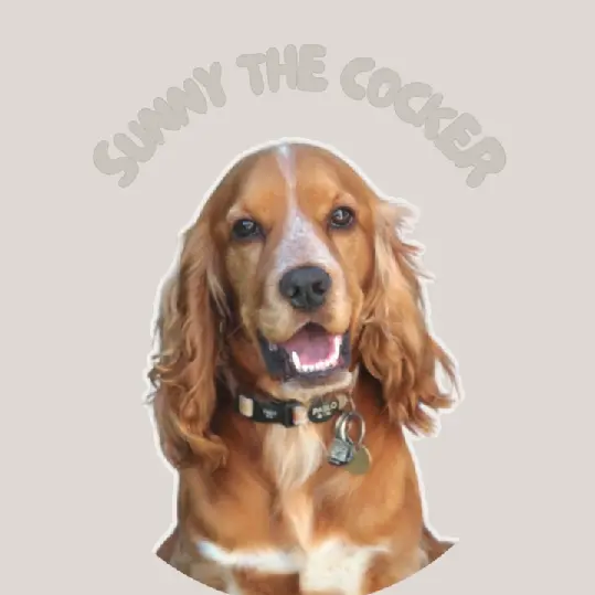 Sunny The Cocker