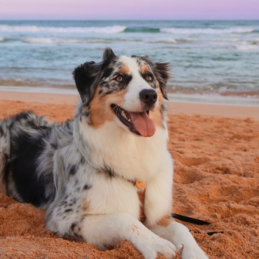 Sage The Aussie .