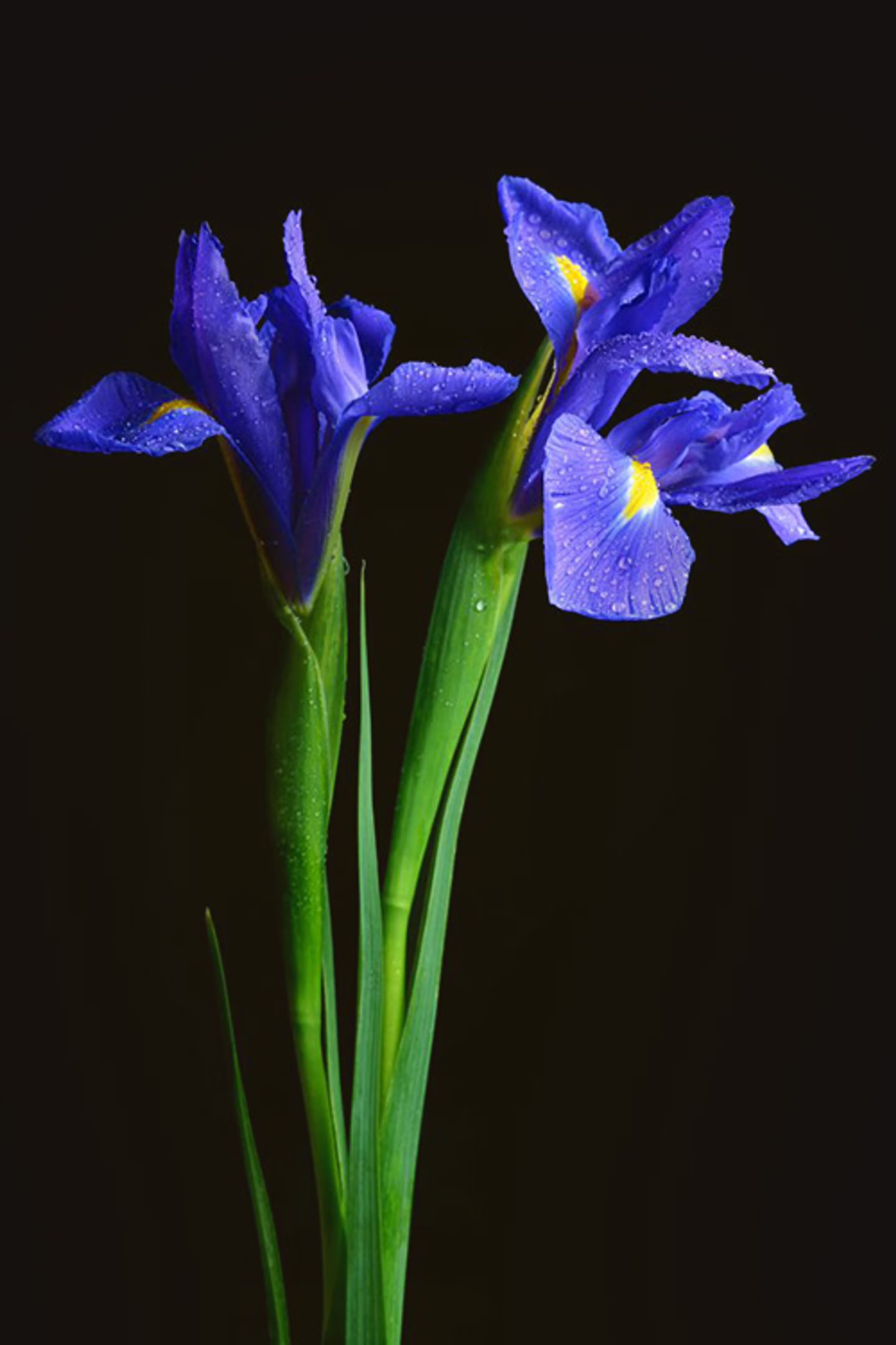 Iris Banks