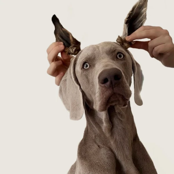 Bernie the Weimaraner Weimaraner
