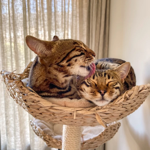 Bengal Antics