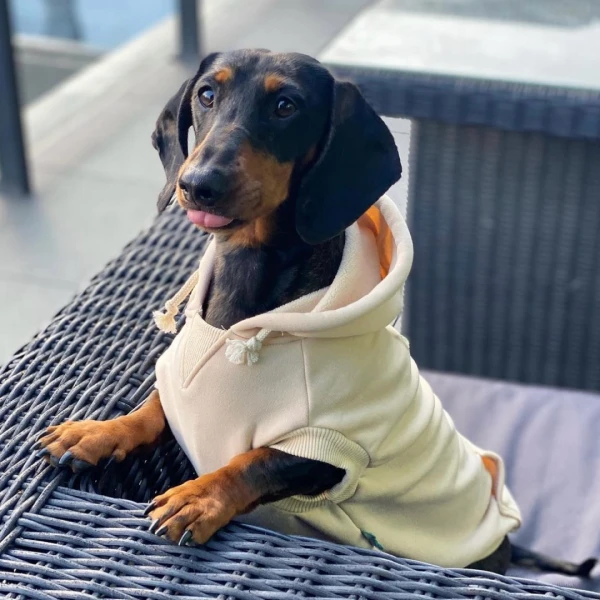 Damien the Dachshund .