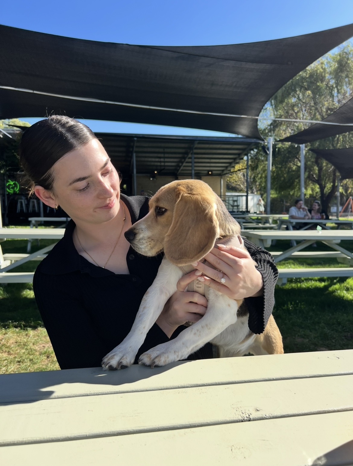 Toast The Beagle
