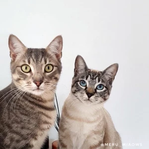 Meru Miaows