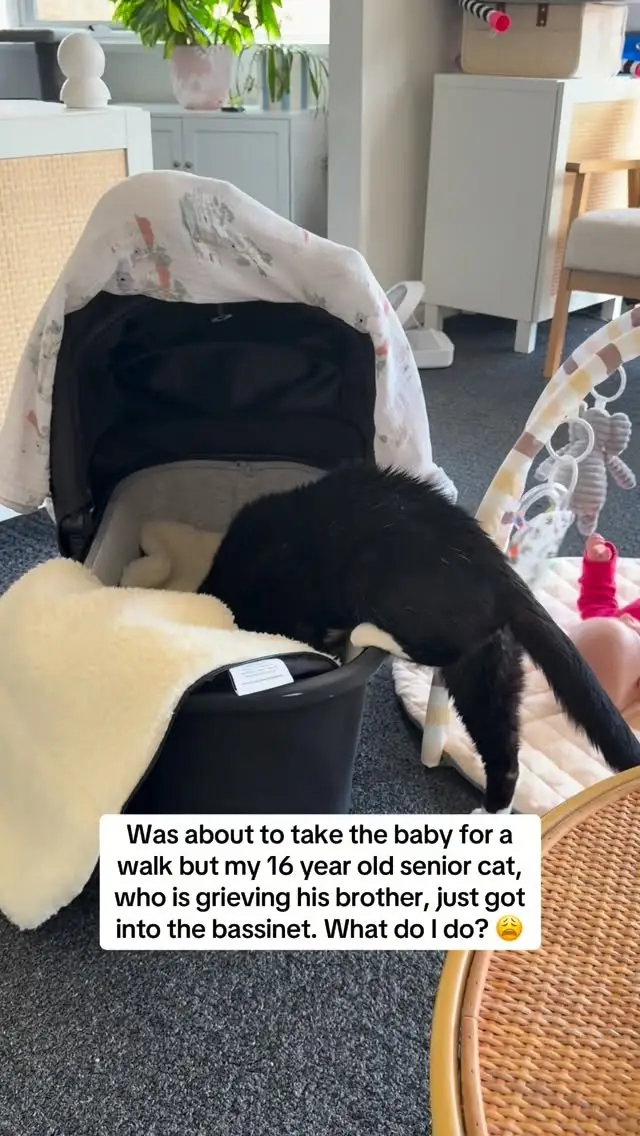 Instagram post preview 1 from gracieandbump